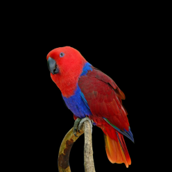 Eclectus