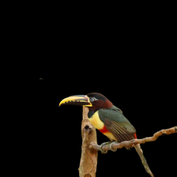 Chestnut-eared aracari (Pteroglossus castanotis)