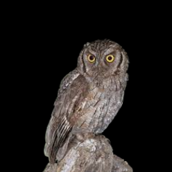 Tropical screech owl (Megascops choliba)