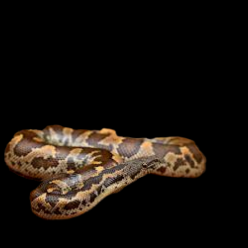 Russell's sand boa (Eryx conicus)_CITES2