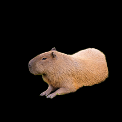 Capybara (Hydrochoerus hydrochaeris)