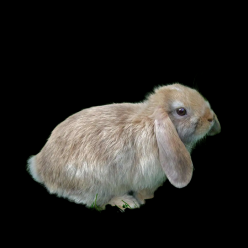 Lop-eared rabbit