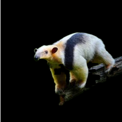 Lesser Anteater (Tamandua)