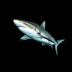 샌드타이거 상어 Sand tiger shark (Carcharias taurus)