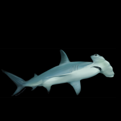 헤머헤드 상어 Hammer head shark (Sphyma lewini) -일본