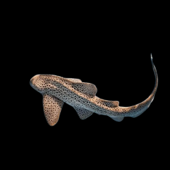 제브라 샤크 Zebra shark (Stegostoma sp)