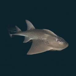 목탁수구리 Bowmouth guitarfish (Rhina ancylostoma)