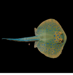 블루스팟 가오리 Blue spot ray (Taeniura lymma)