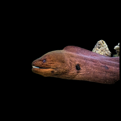 자이안트 모레이일 Giant moray eel (Gymnothorax avanicus)
