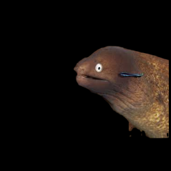 화이트 아이 모레이 White eye moray (Siderea grisea)