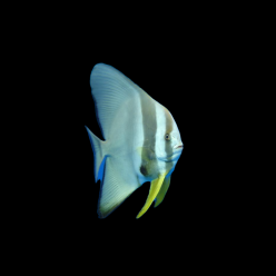 벳피쉬 Batfish (Platax spp)