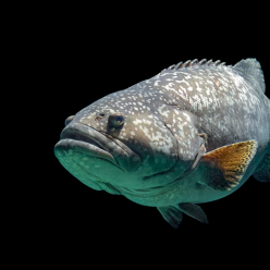 자이언트 그루퍼 Giant grouper (Epinephelus lanceolatus)-대만