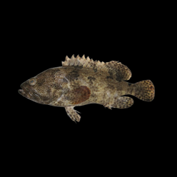 코이 그루퍼 Koi grouper (Epinephelus fuscoguttatus x lanceolatus )