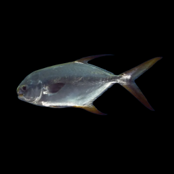 폼파노 Pompano (Trachinotus blochii)