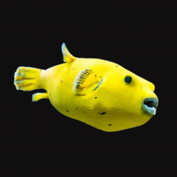 골든푸퍼 Golden puffer(Arothron meleagris)