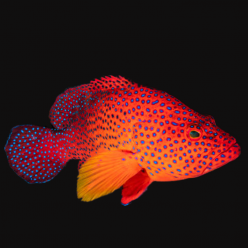 코랄 구루퍼 Coral grouper(Cephalopholis miniata)