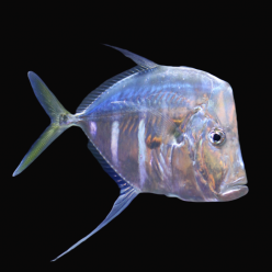 룩다운 lookdown fish(Selene vomer)
