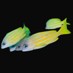 블루라인스네퍼 Blue line snapper(Lutjanus kasmira)