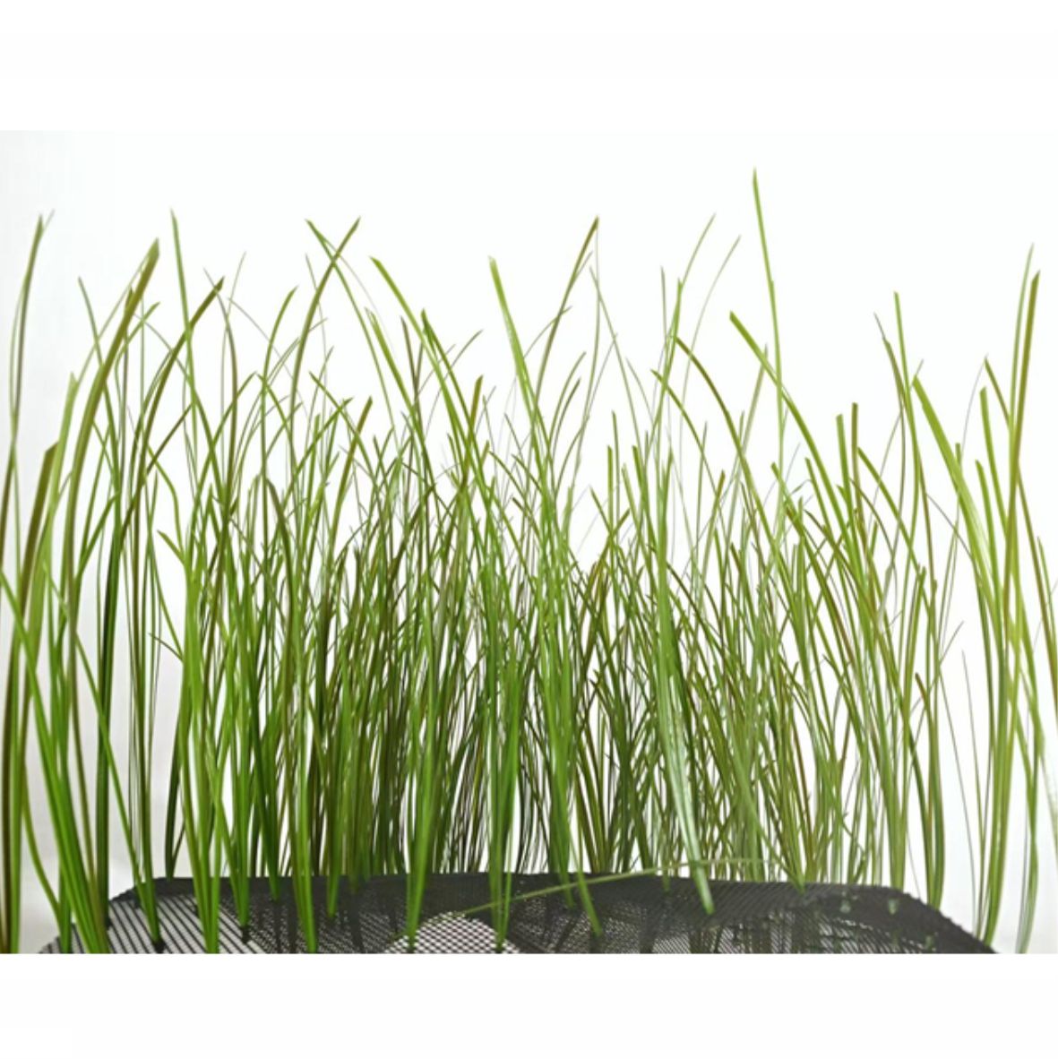 sea grass (KP030) 50 x 50 x 30cm, 150cm-인조켈프-원아쿠아