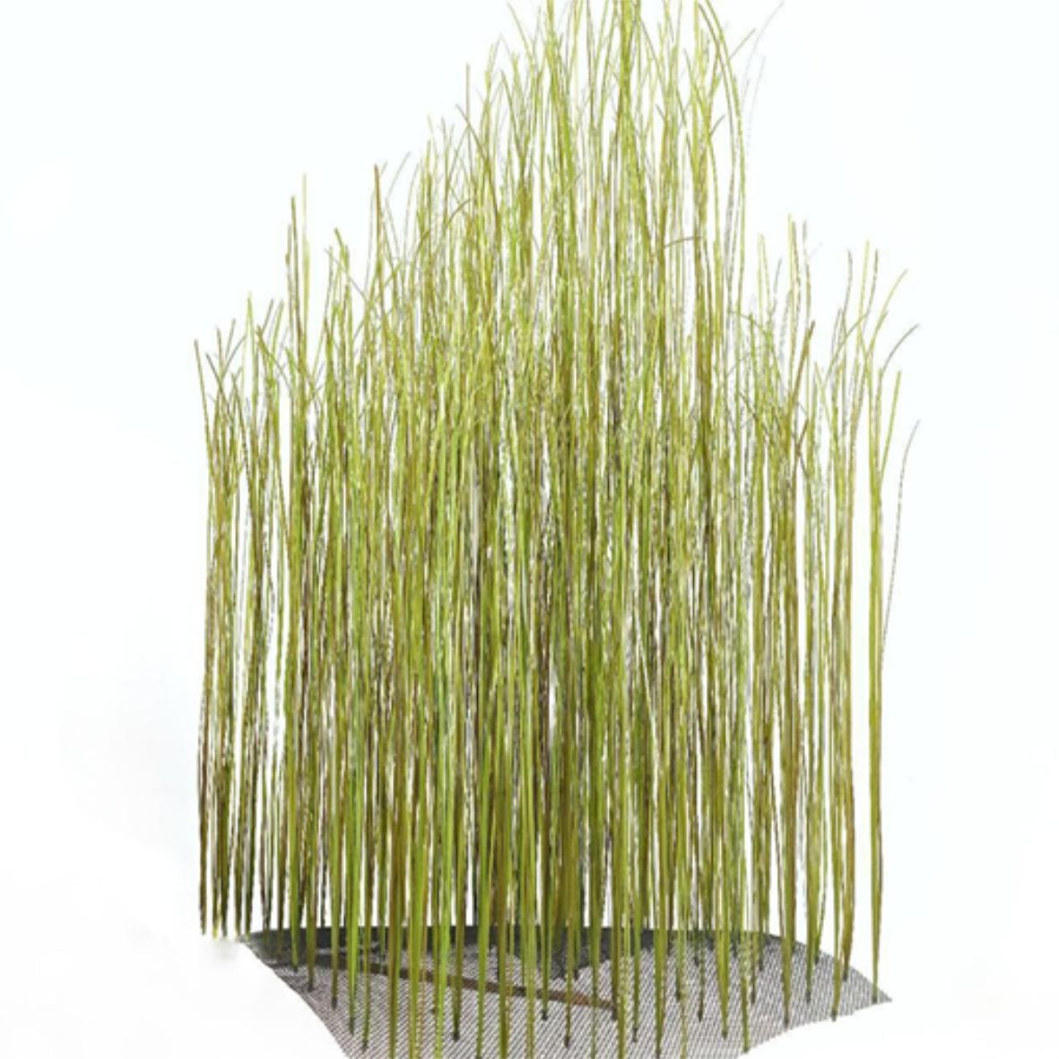 sea grass (KP029) 50 x 50 x 90cm, 150cm-인조켈프-원아쿠아