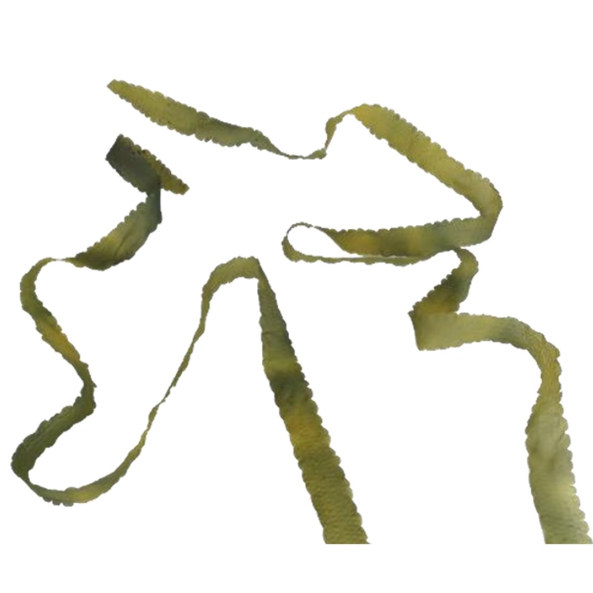Laminaria (KP018-200cm, KP019-400cm)-인조켈프-원아쿠아