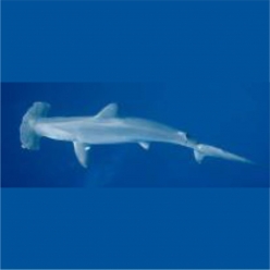 Scalloped  hammerhead shark (Sphyrna lewini)  101~120cm