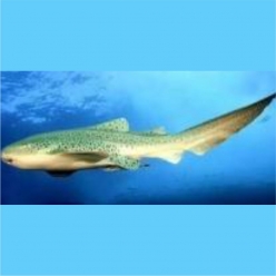 Zebra shark (Stegostoma tigrinum) 150~180cm