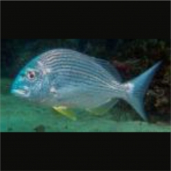 Goldlined seabream (Rhabdosargus sarba) around 20cm