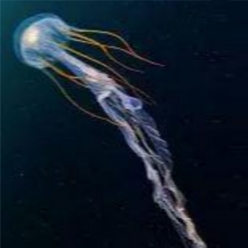 Mexico sea nettle (chrysaora sp.)