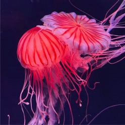 brown sea nettle (chrysaora melanaster)