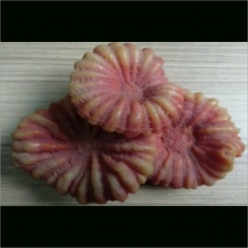 유마-14x10x8cm (SH014)-B9-인조산호-원아쿠아