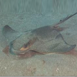 Common eagle ray (Myliobatis aquila)-대서양 해수어(아틀란틱)