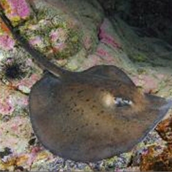 Round stingray (Taeniura grabata)-대서양 해수어(아틀란틱)