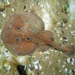 Common torpedo (Torpedo torpedo)-대서양 해수어(아틀란틱)