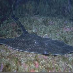 Thornback ray (Raja clavata)-대서양 해수어(아틀란틱)