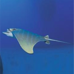 Bull ray (Pteromylaeus bovinus)-대서양 해수어(아틀란틱)