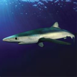 Blue shark (Prionace glauca)-대서양 해수어(아틀란틱)