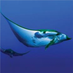 Chilean devil ray (Mobula tarapacana)-대서양 해수어(아틀란틱)