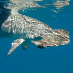 Smooth hammerhead (Sphyrna zygaena)-대서양 해수어(아틀란틱)