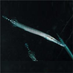 Atlantic cornetfish (Aulostomus strigosus)-대서양 해수어(아틀란틱)
