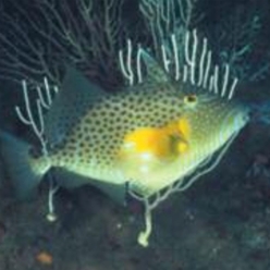 Bluespotted triggerfish (Balistes punctatus)-대서양 해수어(아틀란틱)