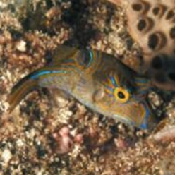 West African sharpnose-puffer (Canthigaster supramacula)-대서양 해수어(아틀란틱)