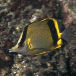 Marcella Butterflyfish (Prognathodes marcellae)-대서양 해수어(아틀란틱)
