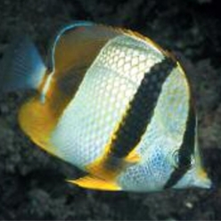 Three-banded butterflyfish (Chaetodon robustus)-대서양 해수어(아틀란틱)