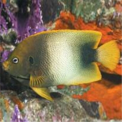 African Angelfish (Holacanthus africanus)-대서양 해수어(아틀란틱)