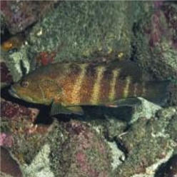 Niger hind (Cephalopholis nigri)-대서양 해수어(아틀란틱)