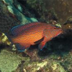Bluespotted seabass (Cephalopholis taeniops)-대서양 해수어(아틀란틱)