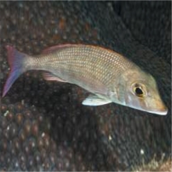 Atlantic emperor (Lethrinus atlanticus)-대서양 해수어(아틀란틱)