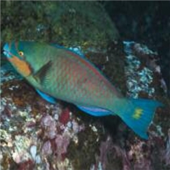 Guinean parrotfish (Scarus hoefleri)-대서양 해수어(아틀란틱)
