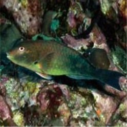 West-African Parrotfish (Sparisoma choati)-대서양 해수어(아틀란틱)